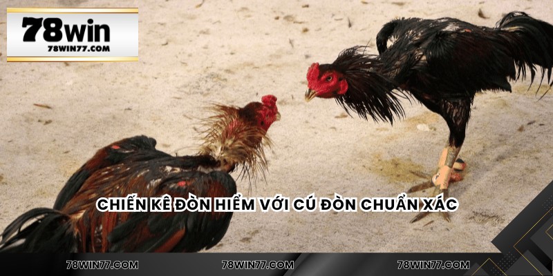 Chiến kê đòn hiểm với cú đòn chuẩn xác