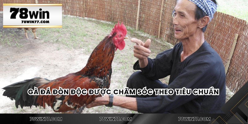 Gà đá đòn độc được chăm sóc theo tiêu chuẩn