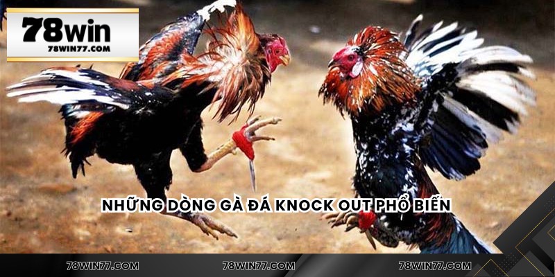 Những dòng gà đá knock out phổ biến